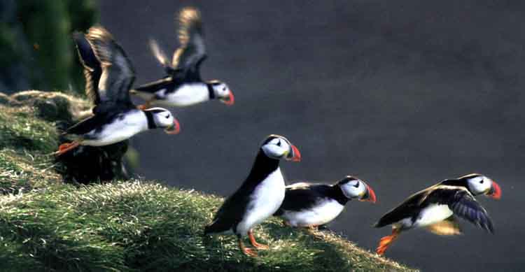 puffins